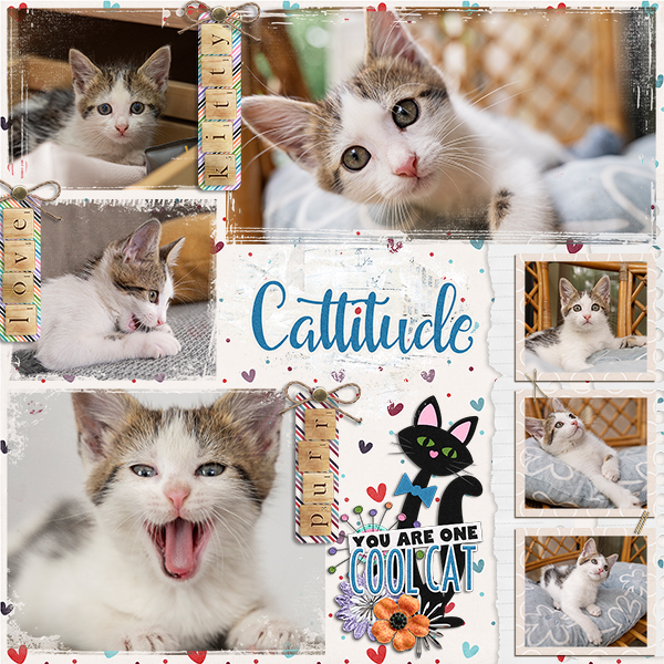 One Cool Kitten