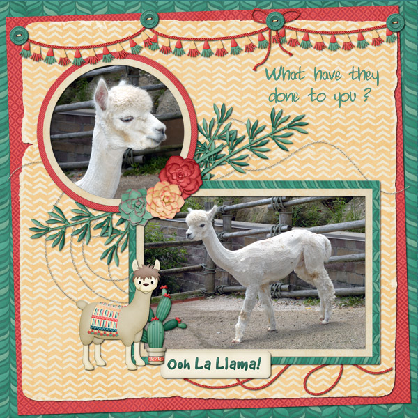 Ooh La Llama
