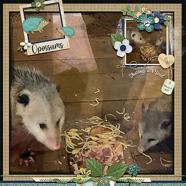 Opossums Sharing a Meal