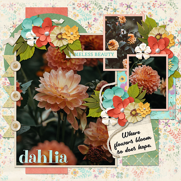 Orange Dahlia