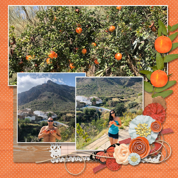 Orange Grove