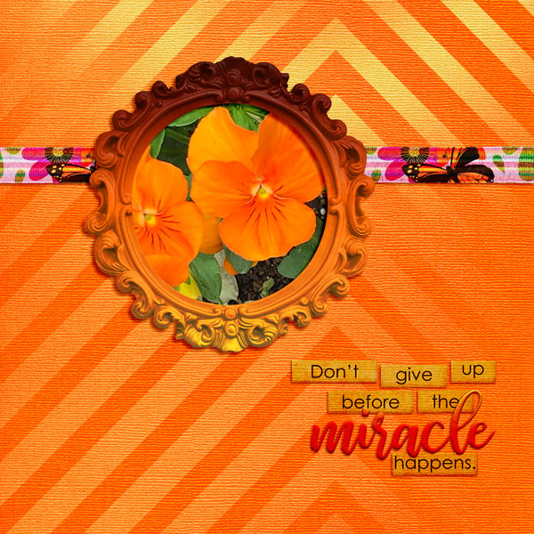 orange pansies
