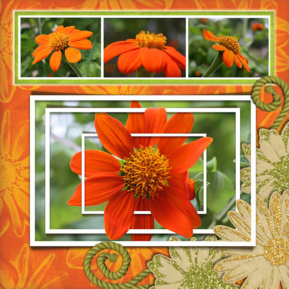 Orange you Pretty