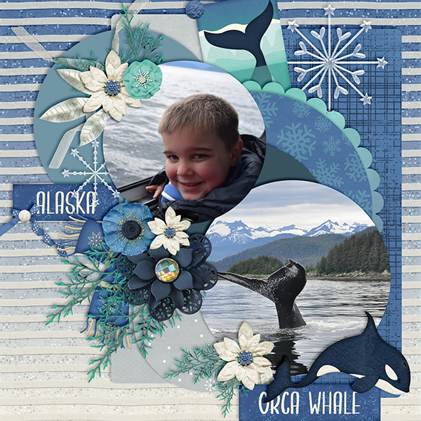 Orca Whale