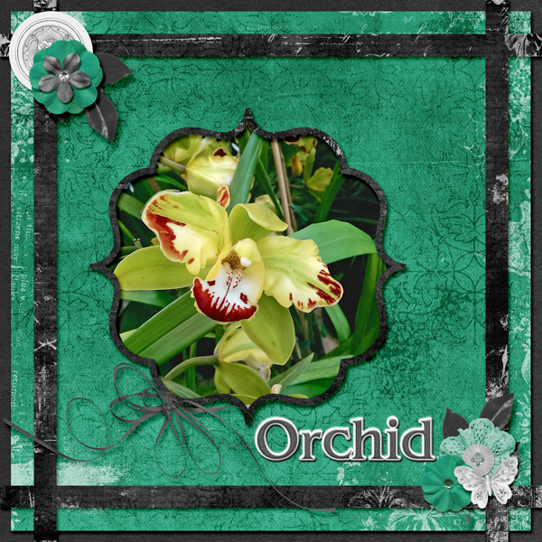 Orchid