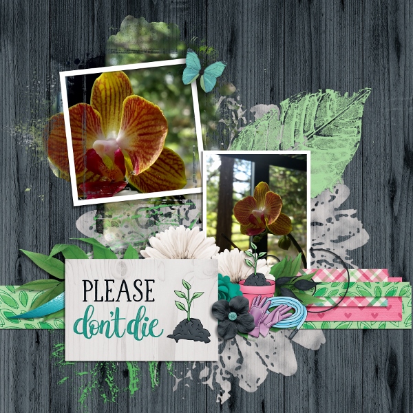 Orchid