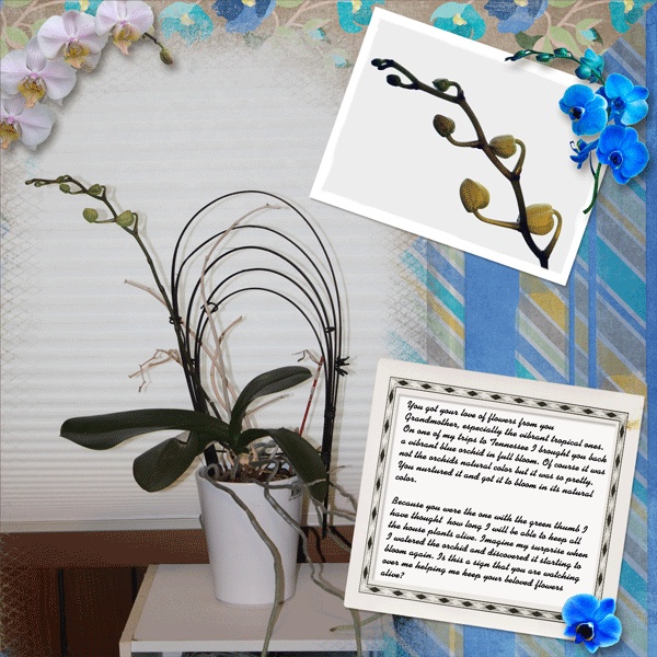 Orchid