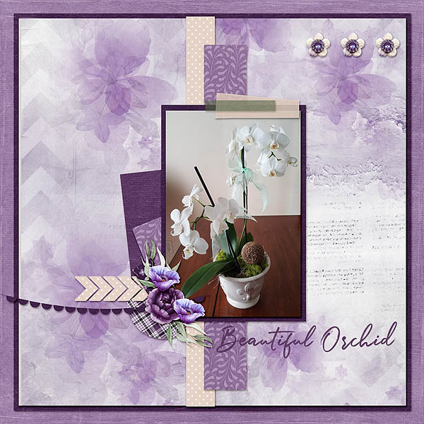 Orchid
