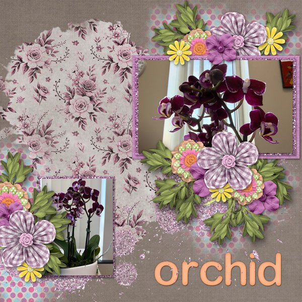 Orchid