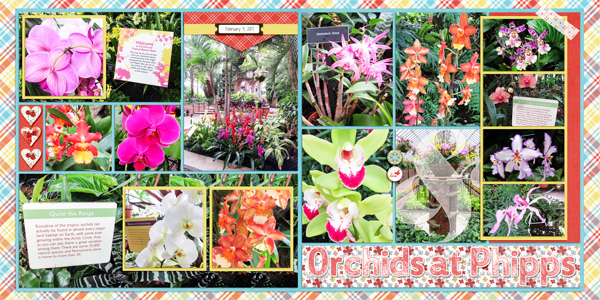 Orchids at Phipps
