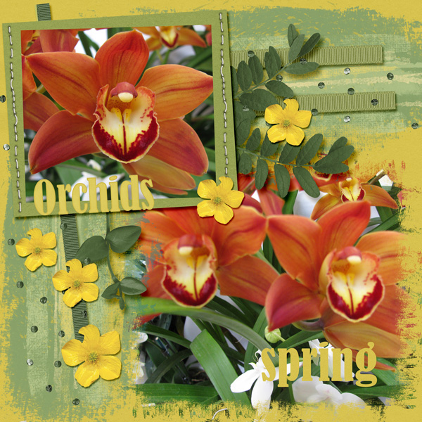 Orchids in Spring