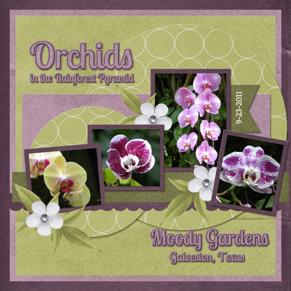 Orchids in the Rainforest Pavilion