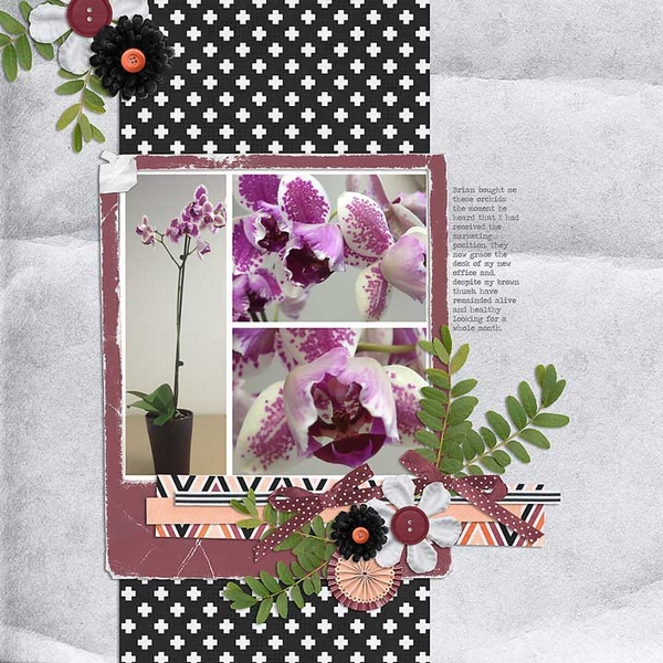 ~Orchids~