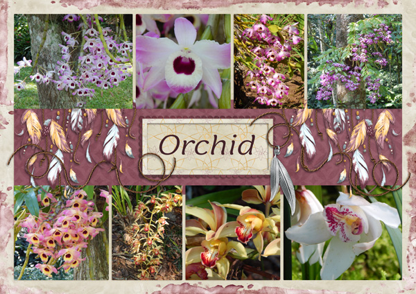 Orchids