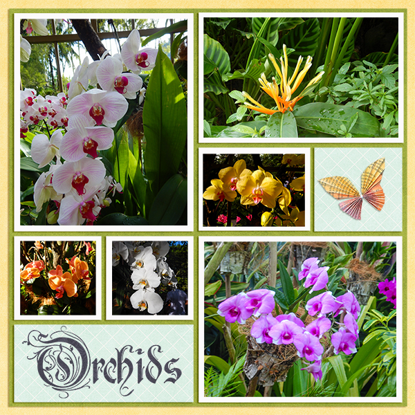 Orchids