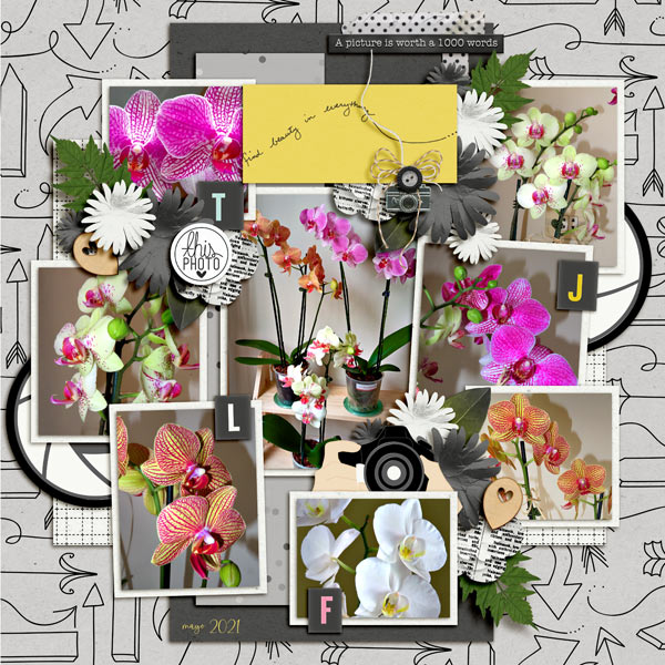 orchids