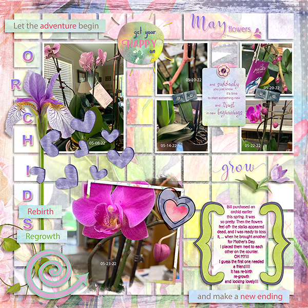 Orchids
