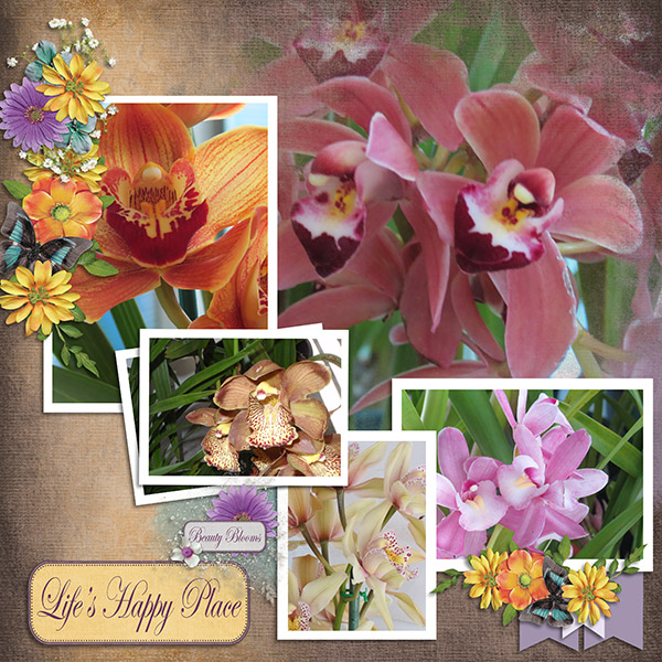 Orchids