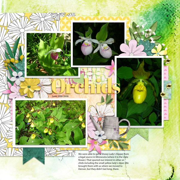 Orchids