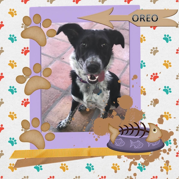 Oreo