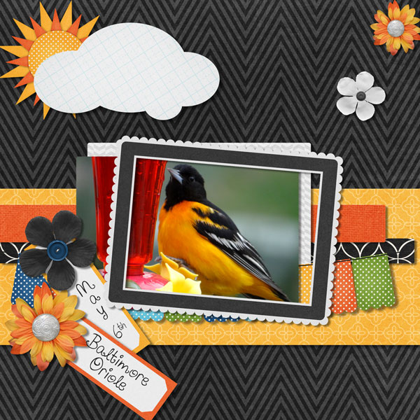Oriole Migration