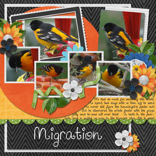Oriole Migration