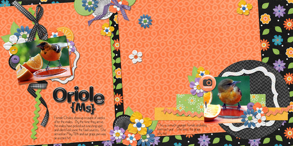 Oriole (Ms.)