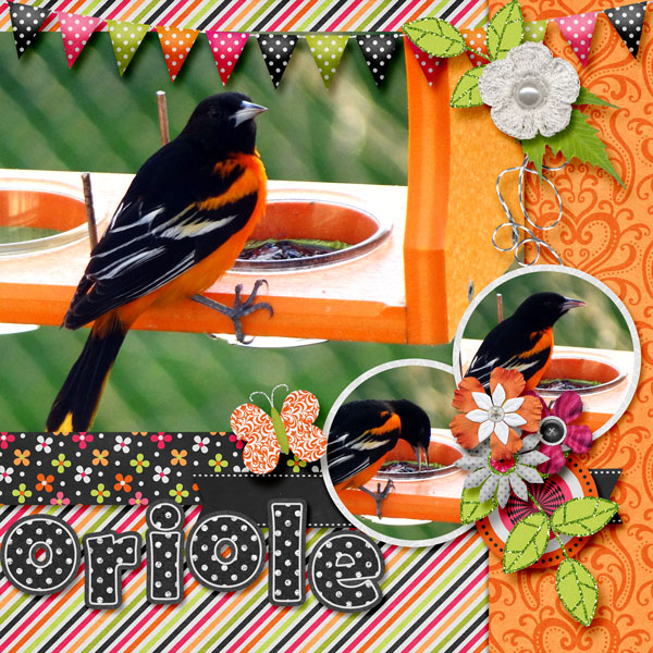 Oriole Wars