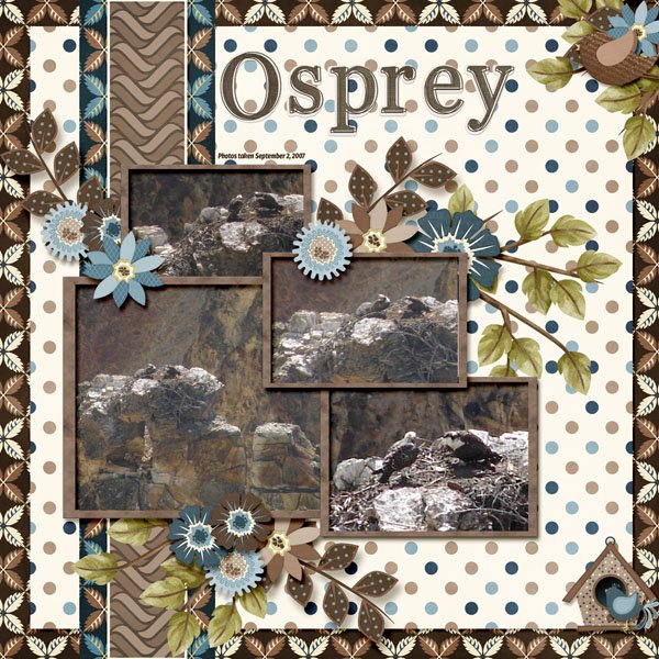 Osprey small.jpg
