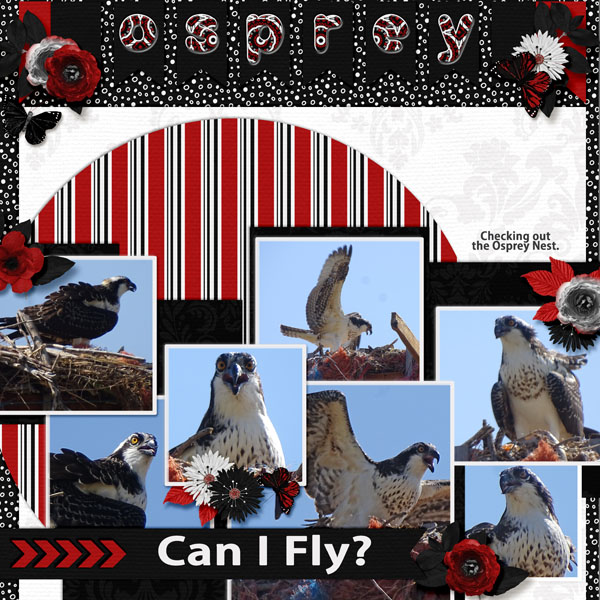 Osprey_small
