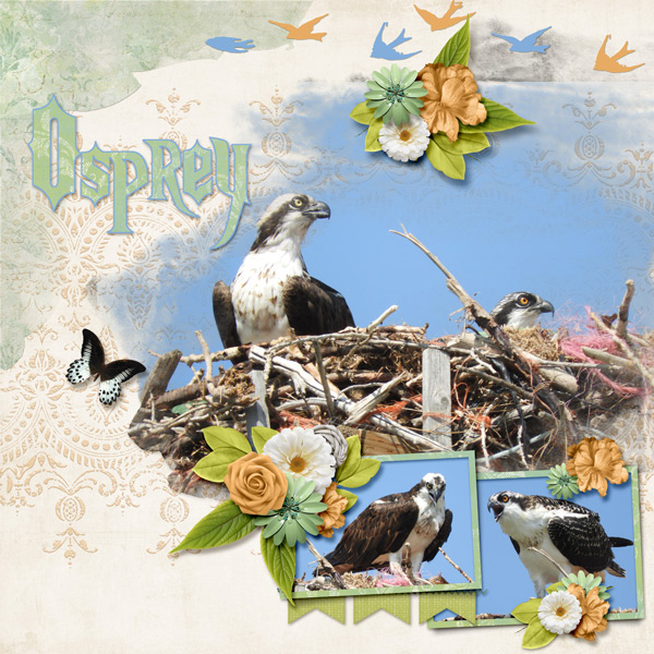 Osprey_small1