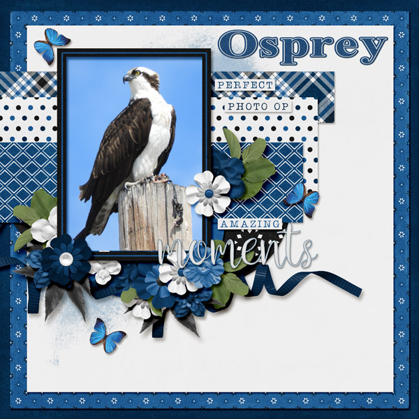 Osprey_small2