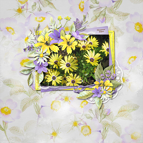 Osteospermum Ecklonis