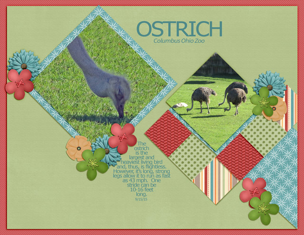 Ostrich