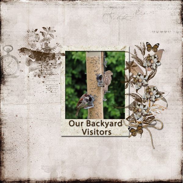 Our Backyard Visitors