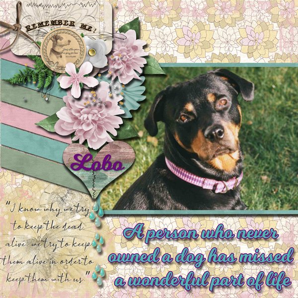 Our Best Dog we ever had