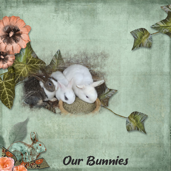 Our Bunnies