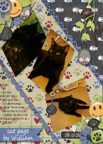 Our Cats by Will