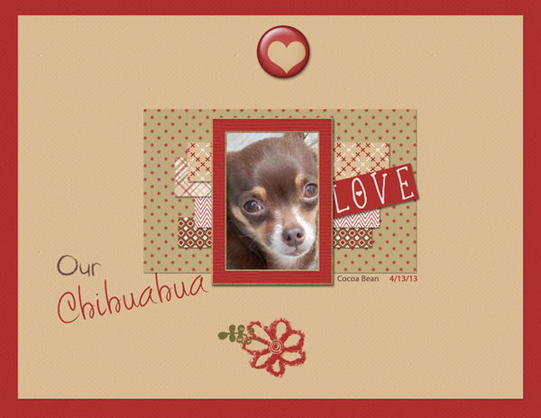 Our Chihuahua