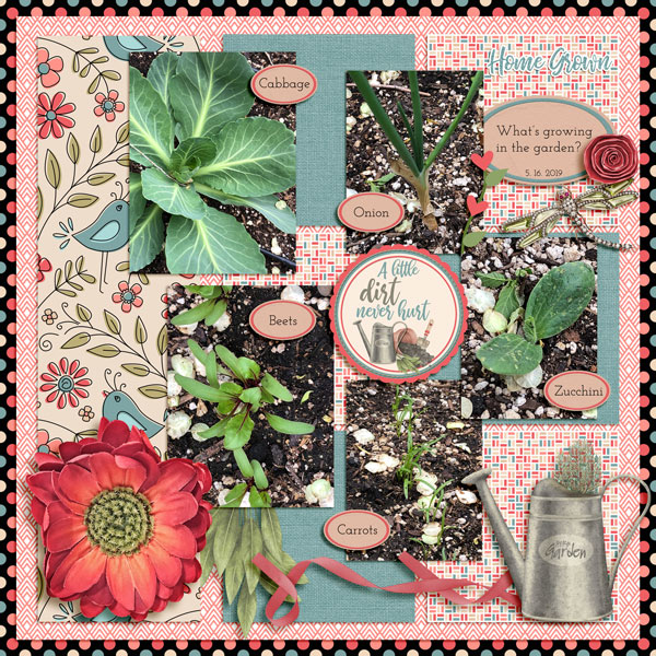 Our Garden 2019