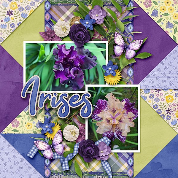 Our Irises