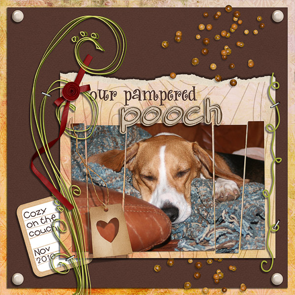 Our Pampered Pooch