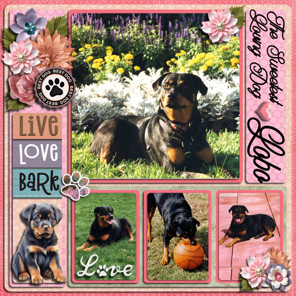 Our precious angel Lobo