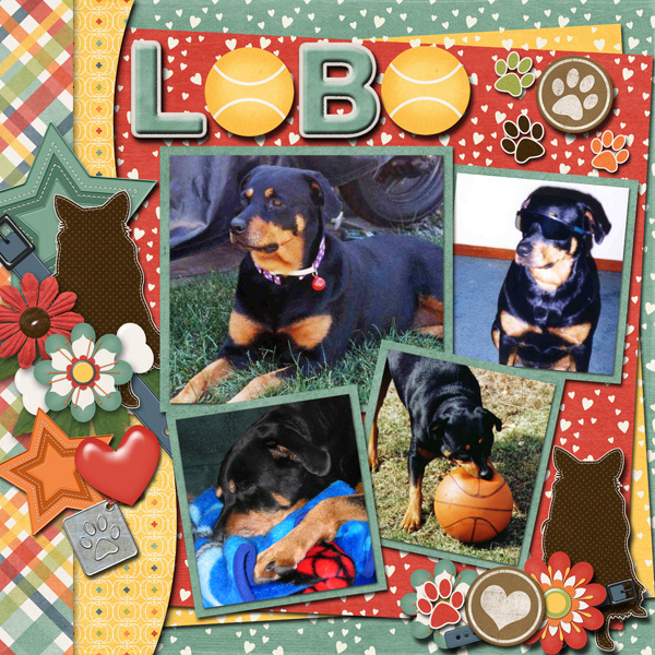 Our Precious Angel Lobo