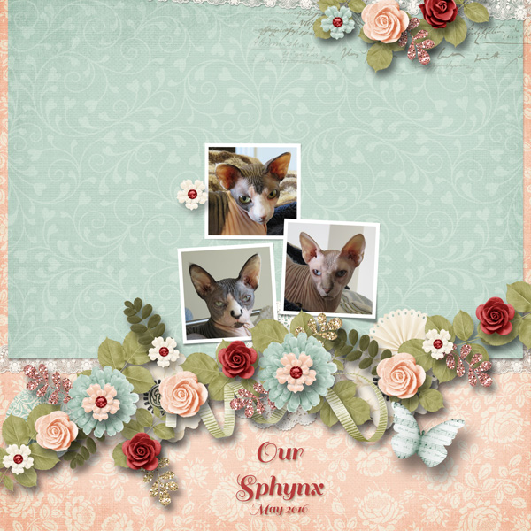 Our Sphynx, May 2016