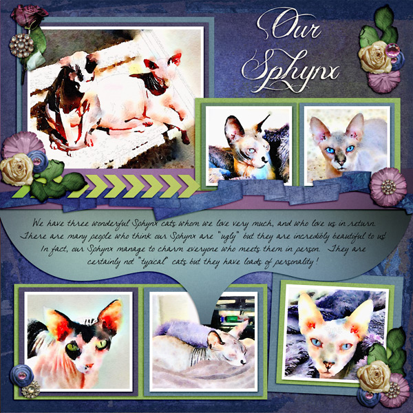 Our Sphynx