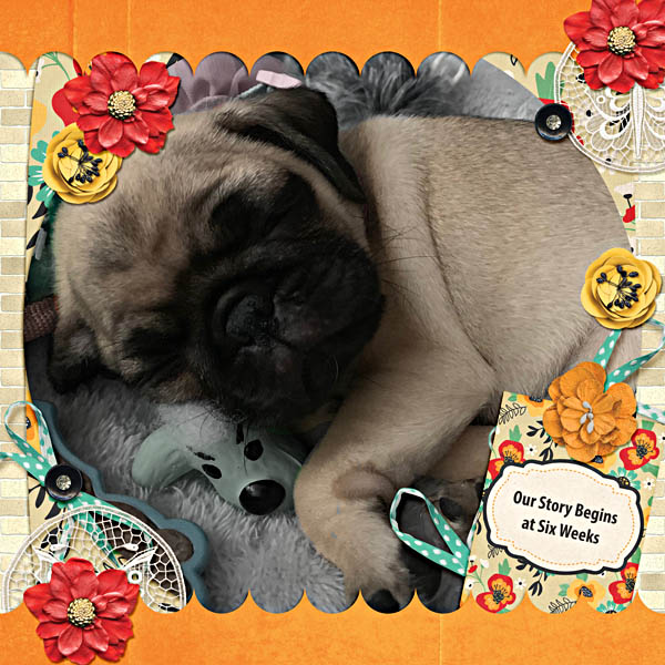 Our Story Begins at Six Weeks