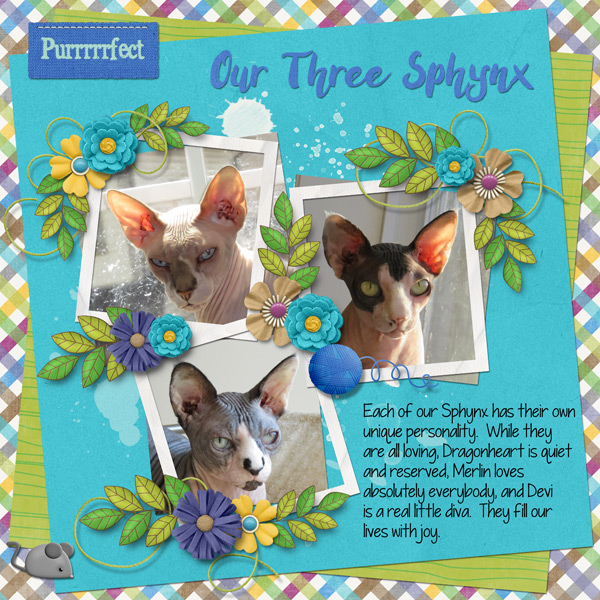 Our Three Sphynx