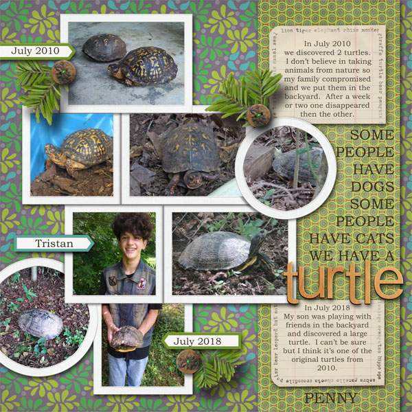 Our_Turtle