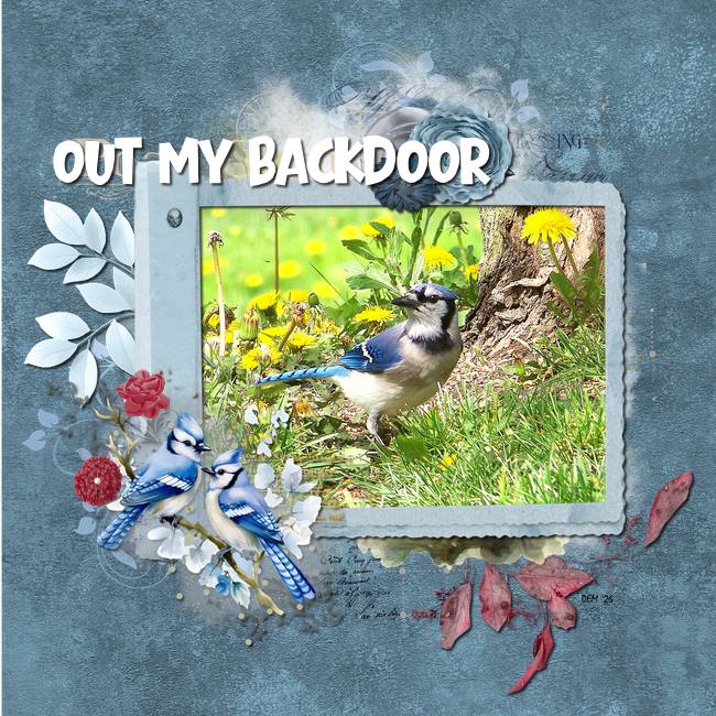 Out My Back Door Blue Jay